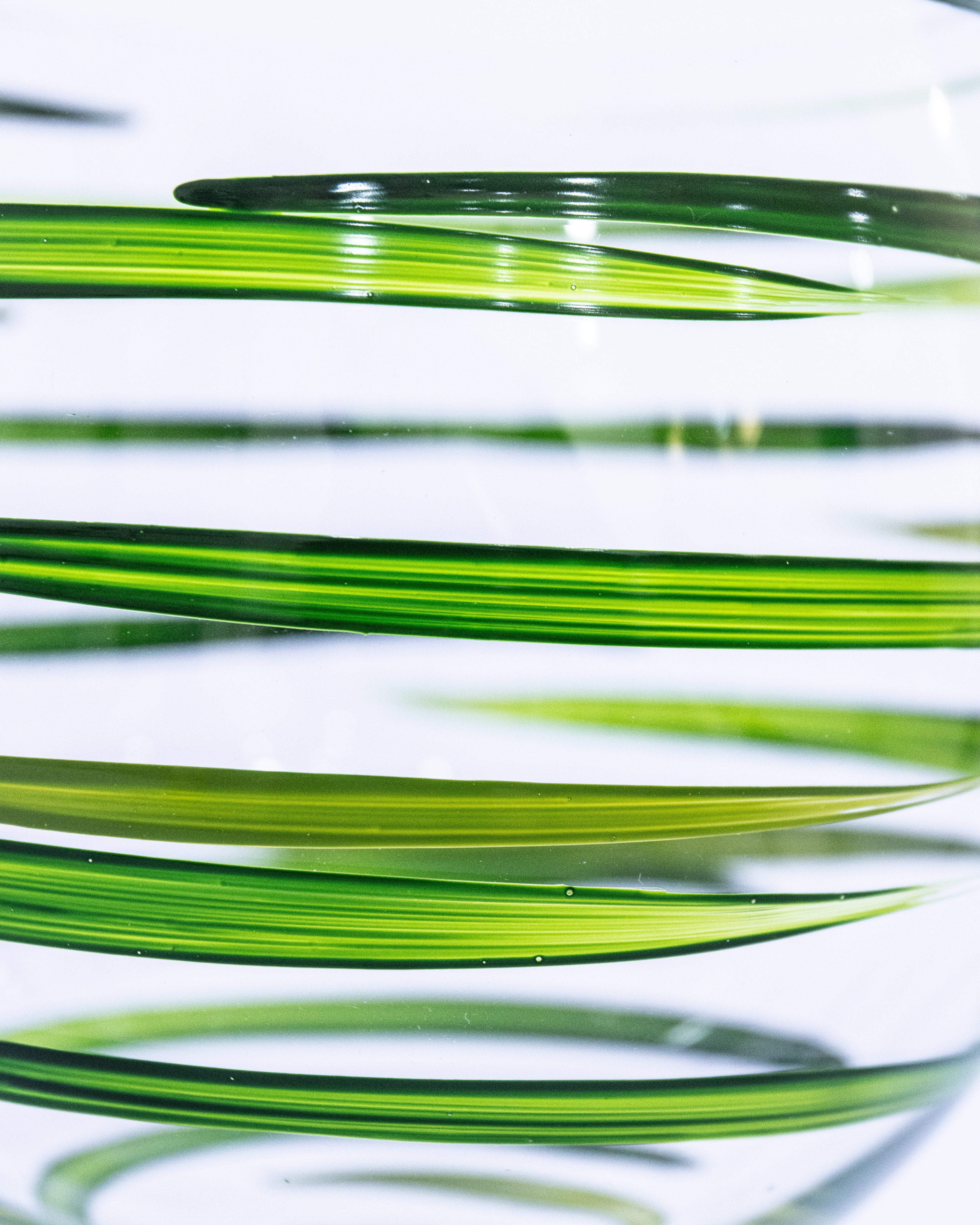 Kit Duas Taças de Gin Listras Verde